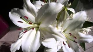 Anggun - A la plume de tes doigts