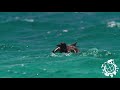Blue Planet II One Ocean Trailer