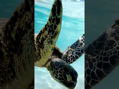 The honu 🐢 is more than just a sea turtle