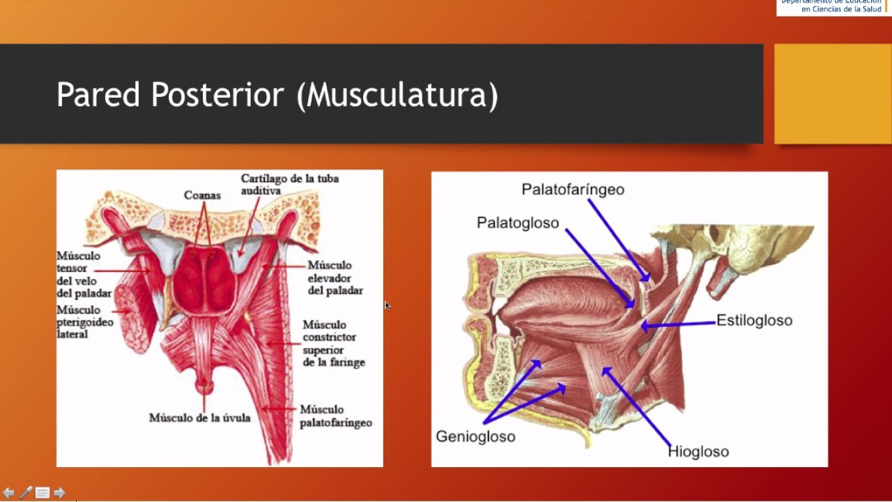 Cavidad Oral - Anatomía