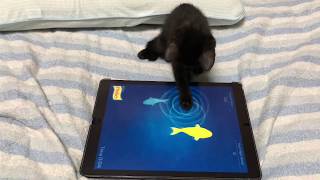 アプリにはまる子猫