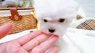 マルチーズの動画02