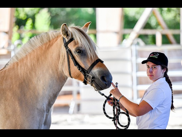 Merrie Fjord Te koop 2022 Isabel