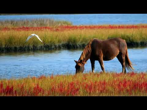 Nat Keefe with The Bow Ties - Dude, Where's My Horse