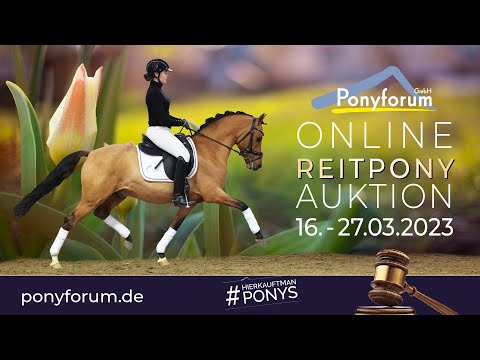 Dutchman‘s Sam Wallach 2018 v. Dreiklang AT / King Hardy