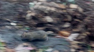 Backyard Rats (Rasputina)