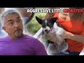 How Human Stress Can Lead To Small Dog Syndrome Cesar 911 Season 2 Ep 8 Part 2