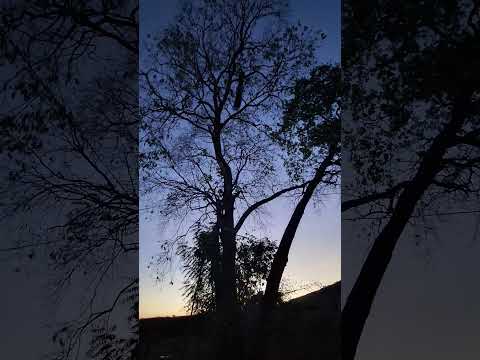 #mil #viral #ㅇyㅇ #ceará #2025 #shortsvideos ##viralshorts #pavão ##aracoiaba #pordosol #nordeste