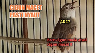 Download lagu Masteran cigun ngebren - pancingan ampuh menaikkan emosi cigun macet agar ikut bunyi mp3
