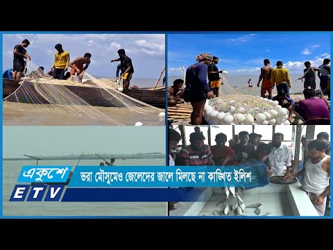 ভরা মৌসুমেও জেলেদের জালে মিলছে না কাঙ্খিত ইলিশ | ETV News