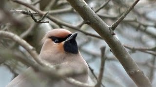 preview picture of video 'Waxwing - Day 5 - 2015-03 - tewbirds @ Corby'