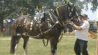 preview picture of video 'HEAVY HORSE PARADE Inc SUFFOLK PUNCH BROMYARD GALA 2011'