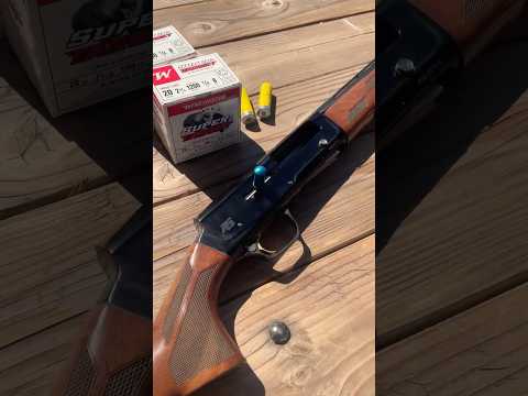 Browning Auto 5 in 20 gauge is your new favorite #shotgun #auto5 #shorts