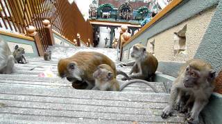 preview picture of video '馬來西亞 黑風洞的猴子 Malaysia Batu Caves'
