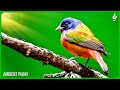 Beautiful Relaxing Music With Bird Sounds 🦜 Piano Music, Positive Energy For Morning, Study and Work