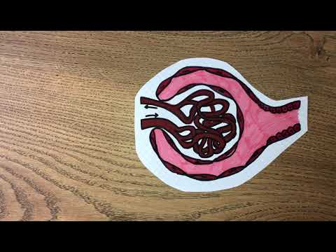 Die Nieren - Das Klärwerk des Körpers