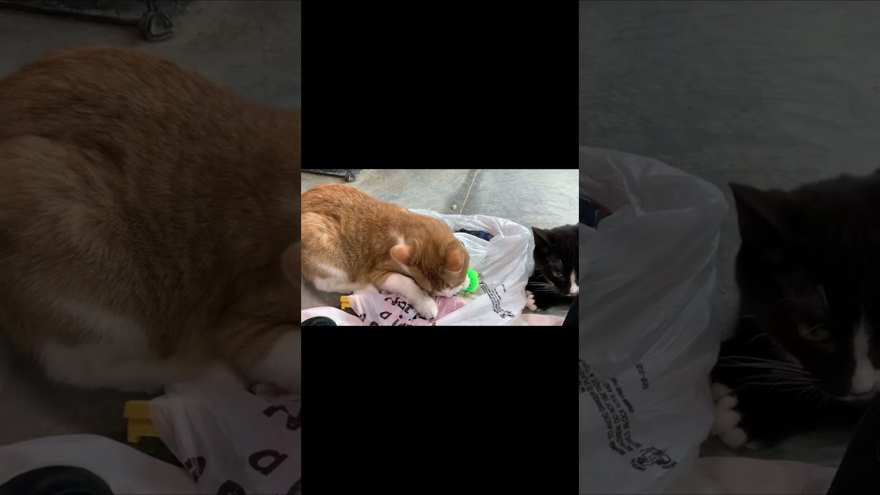 Samantha, a Adoptable Domestic Short Hair in Stockholm, WI video 5/5