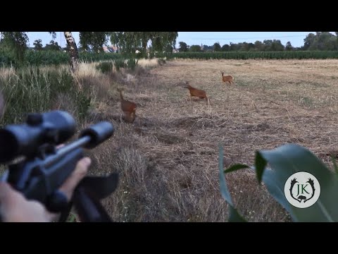 Blattjagd | Rehbrunft Jagd auf den Rehbock - Jagdkrone