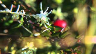 Подых балот (trailer)