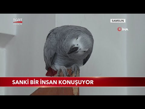 Bu Papağan Sanki Bir İnsan Gibi Konuşuyor