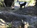 Alligator Eating Dog 2