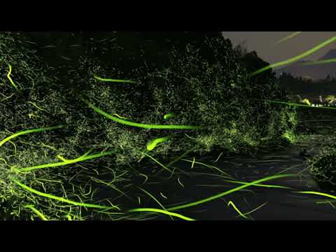 Verde Luz - Raul Di Blasio