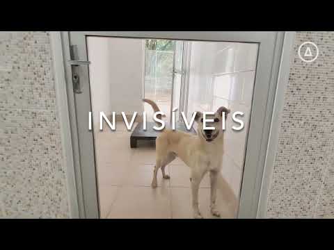 COSAP l Realidade dos animais abandonados em abrigos
