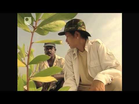 From Barren Land to Tropical Forest - Investigating Fungi: The Wood-Wide Web (4/4)