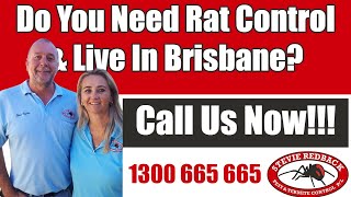 Rat Control Brisbane | Rats In Roof | Rat Infestation | Stevie Redback Pest Control