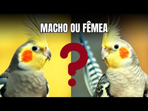 🐦✨ Como Diferenciar Macho e Fêmea de Calopsita: Segredos para Filhotes!