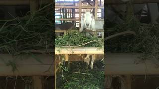 Download lagu Pupuk Organik Kohe Kambing - Stok Bahan Baku Pupuk Organik Kohe Kambing mp3