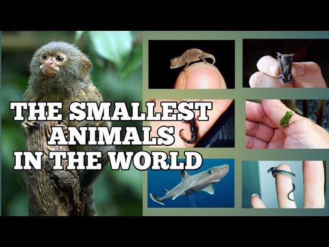 , title : 'THE SMALLEST ANIMALS IN THE WORLD'