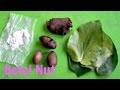 Betel Nut (Areca Palm) Review - Weird Fruit Explorer Ep. 100