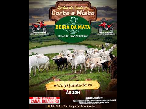 Beira da Mata Leilões - Uruana GO - Leilão de Gado de Corte em Goiás @canal.boiadeiro #live #gado
