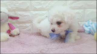 ビションフリーゼの動画01