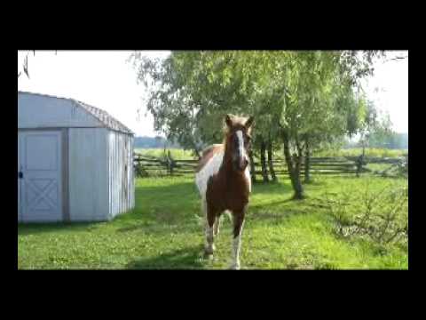 Horses Battle Without Honour