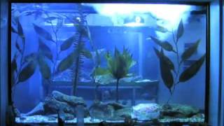 Pennington Marine Science Center's Intertidal Tank