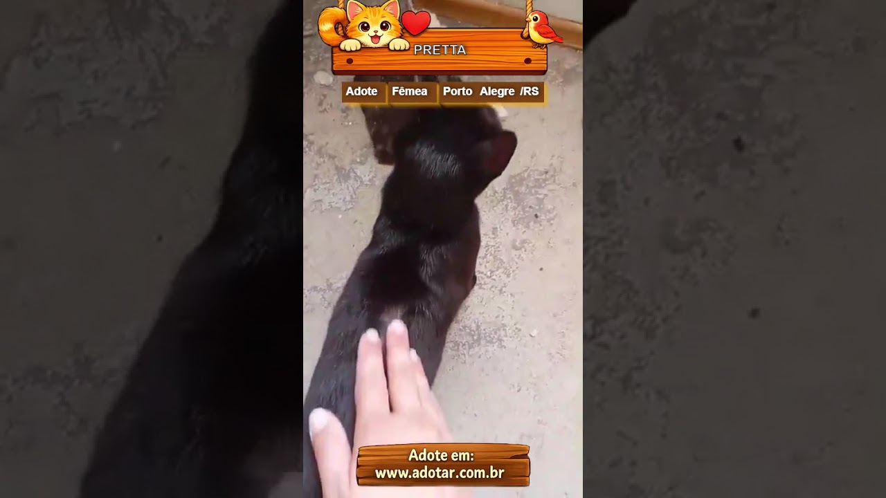 Gato raça SRD-ViraLata idade 1 ano nome PRETTA