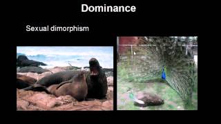 psych 225 lecture mating systems