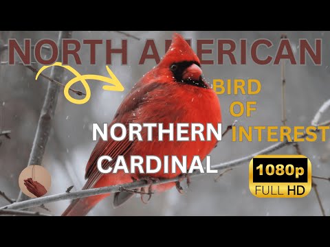 Information on cardinal, backyard bird congruous with nature, red bird