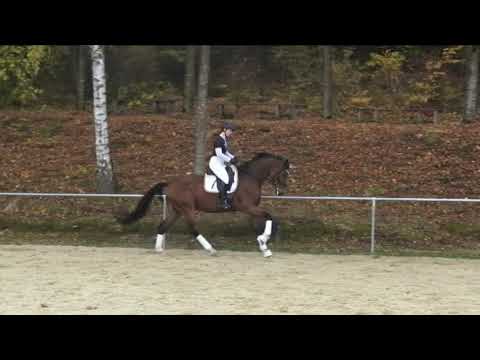 BM Sportpferde Ampere Stute geb 2013