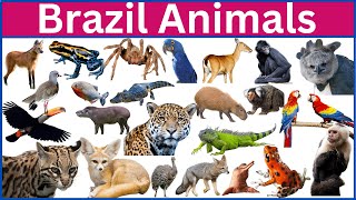 Explore BRAZIL's Most AMAZING Hidden Creatures!