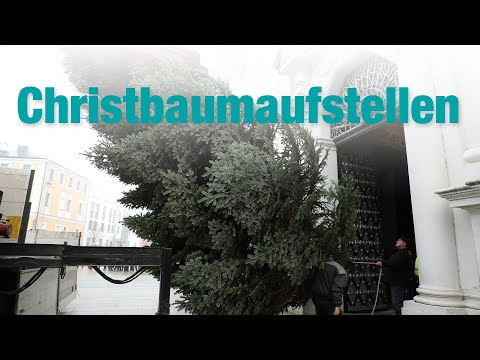 Der Christbaum im Dom steht!