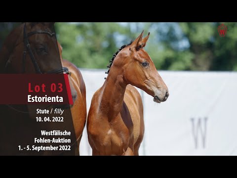 Fohlen-Auktion Lot 03  Estorienta Stute v. Emerald van het Ruytershof -  Cornet Obolensky