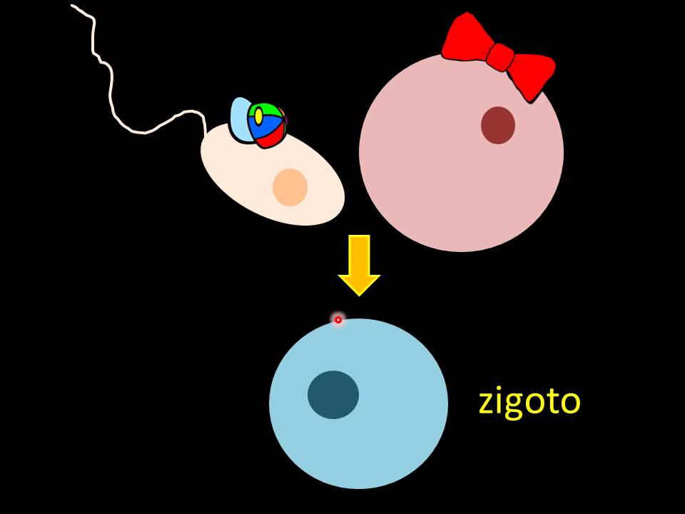 Divisão celular: Mitose e Meiose