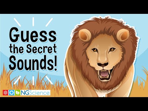 Guess the Secret Sounds!