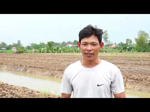 BÍ KÍP LÊN LIẾP TRỒNG CÂY MIT TỪ ĐẤT LÚA