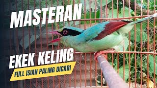Download lagu SUARA PANCINGAN BURUNG EKEK KELING GACOR • VARIASI SUARA MASTERAN JOVIN mp3 Download lagu SUARA PANCINGAN BURUNG EKEK KELING GACOR • VARIASI SUARA MASTERAN JOVIN mp3