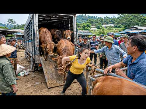 Buying Cows With Truck | Transporting Many Cattle To Market For Sale - 卡車買牛運往牲畜市場出售｜鄉村大量牛隻交易全過程