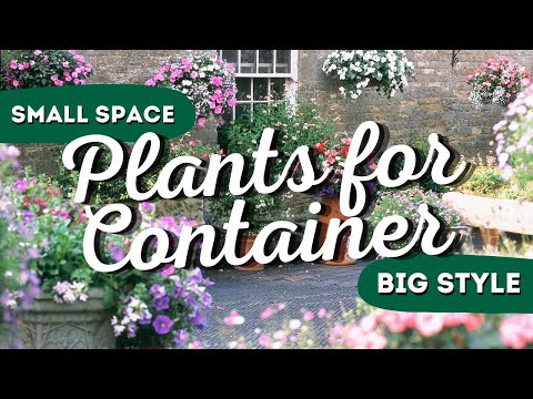 Small Space, Big Style: The 7 Best Container Garden Flowers 🌸🌼✨
